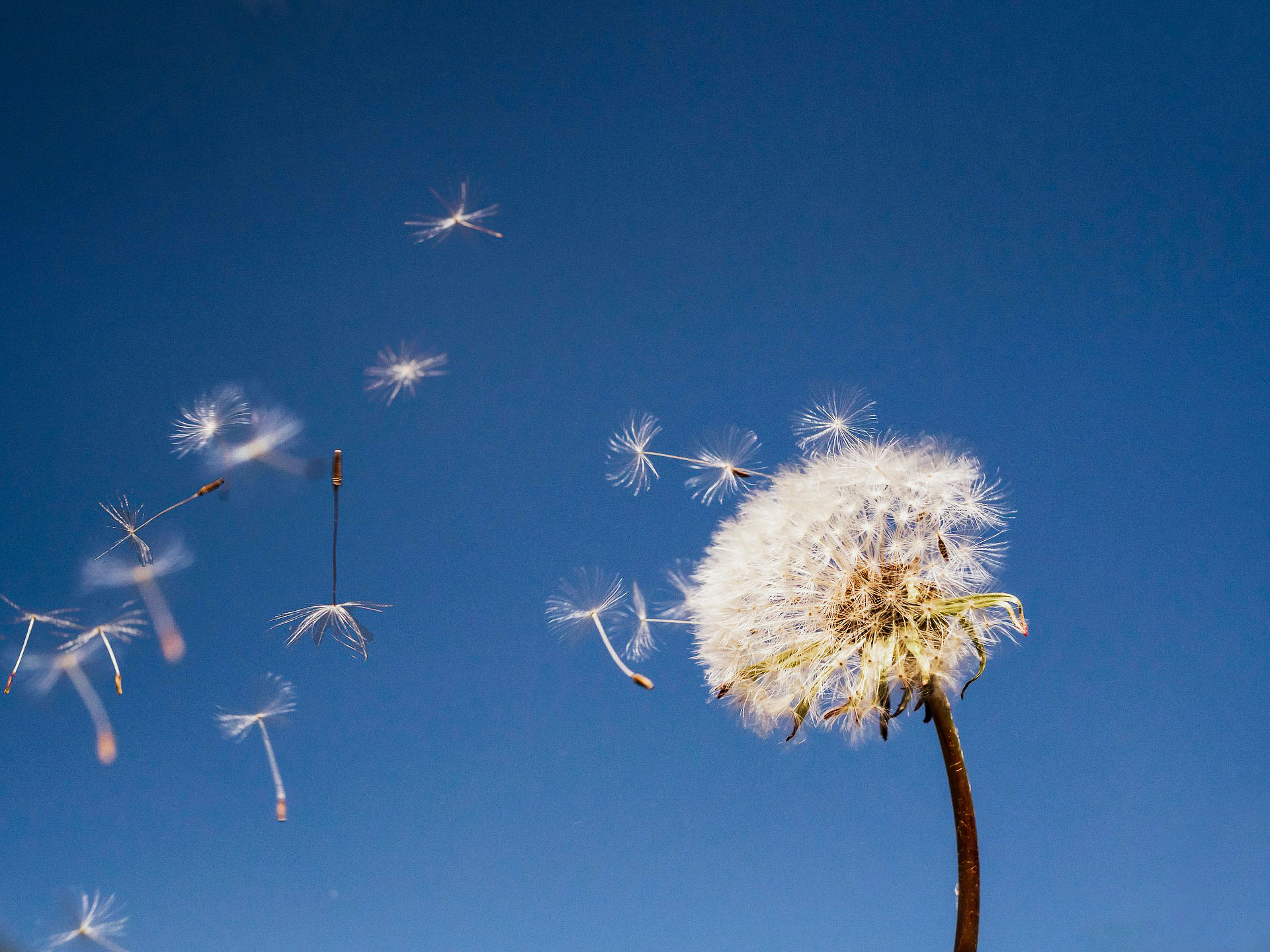 dandelion-3379392_1920-as-Smart-Object-1